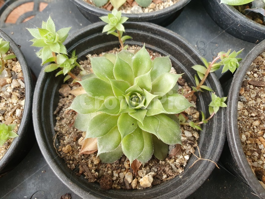 beautiful,plant,식물,화분,다육이,cut,귀여운,leaves,실내용화초,화분,화초,house plant