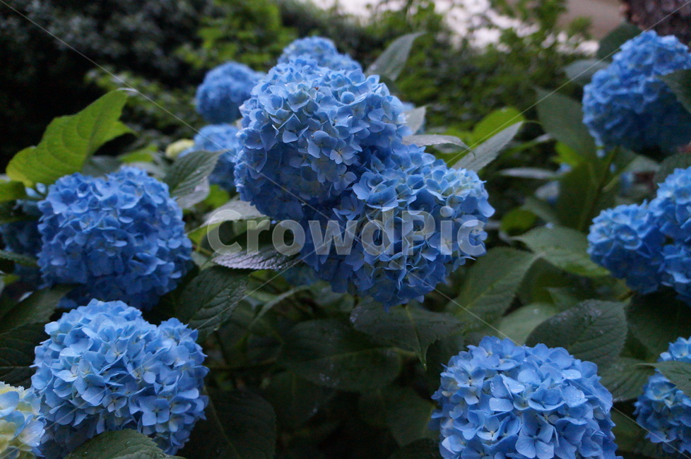 blue hydrangea,hydrangea,full bloom,cloudy day,flower