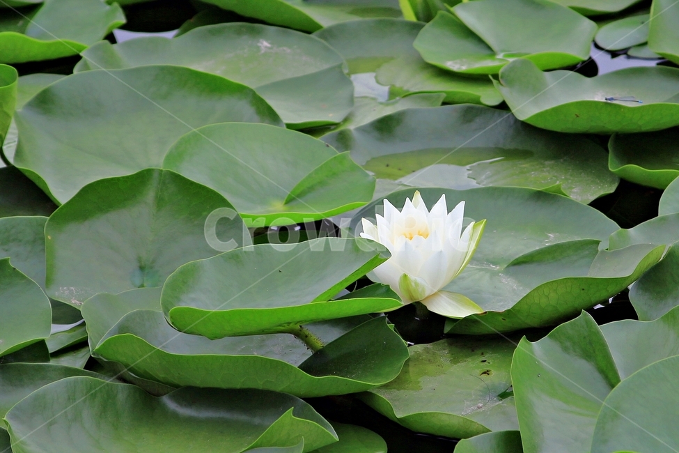꽃,수련,식물,연잎과,연꽃,수상식물,순백,푸르름,감성,flower,자연,쌍떡잎식물,nymphaeatetragona,꽃말,청순마음,아름다움,식물,자연,plants,nature,꽃,flower