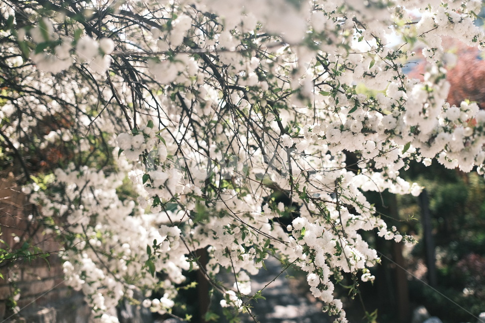 jade plum blossom,spring flowers,white flower,plant,plum blossom,white plum blossom,flower