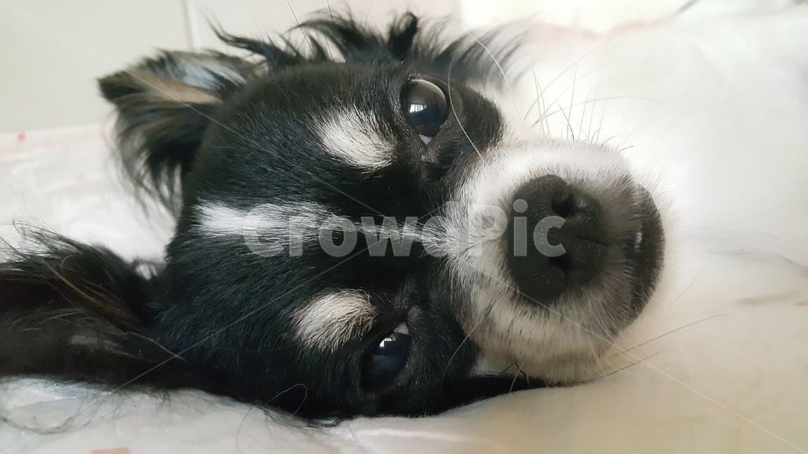 동물,개,강아지,장모치와와,잠,깨다,깸,누움,눕다,animal,dog,puppy,chihuahua,sleep,wakeup,lie,liedown,down,pet,동물,animal,포유류,mammal,개,강아지,dog,doggy