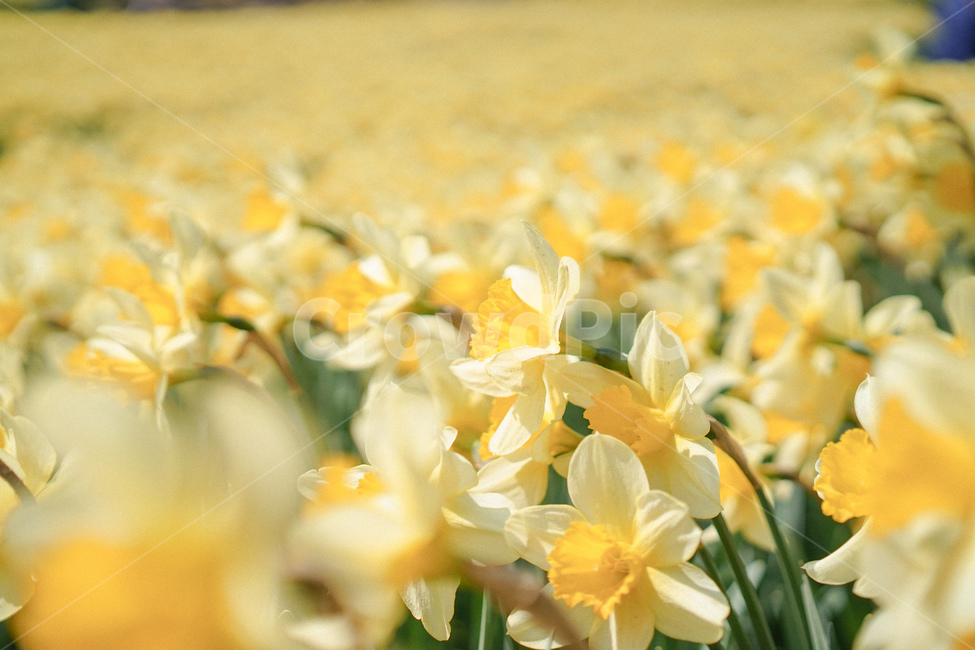 수선화,narcissus,노란,노랑색,옐로우,봄꽃,spring,노란물결,봄,계절,spring,season,plant,식물,flower,꽃,blossom