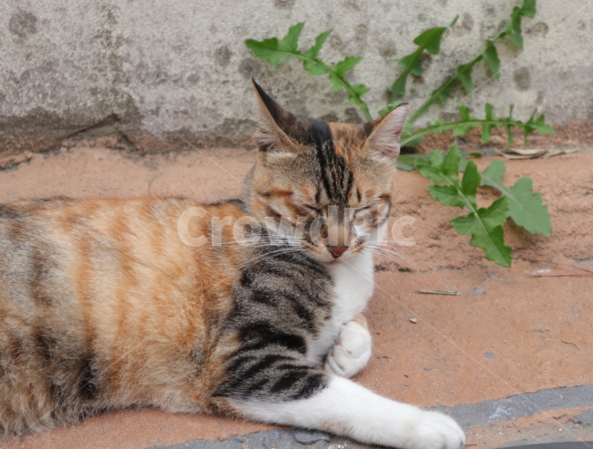 고양이,눈찡긋,귀여움,동물,졸린고양이
