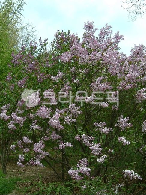 flower,꽃,vegetation,초목,수수꽃다리,물푸레나무과,수수꽃다리속,oblata,식물,plant