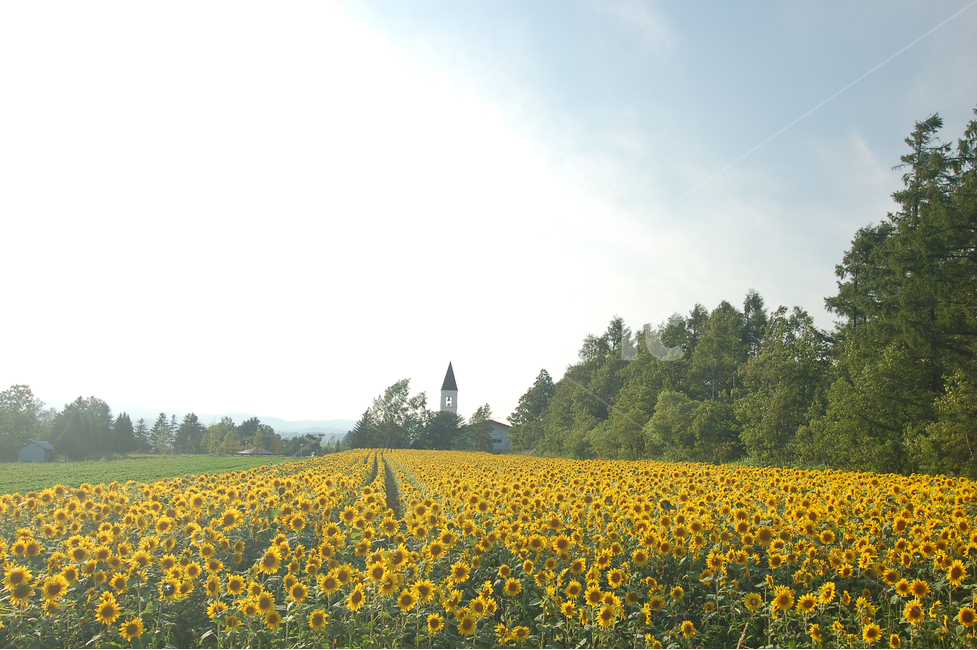 해바라기,해바라기꽃,해바라기밭,꽃,꽃밭,풍경,배경,백그라운드,교회,종,교회종,북해도,홋카이도,나무,숲,전원,시골,자연,풍경,nature,landscape,해외,외국,세계,foreign,oversea,world,세계자연풍경,해외자연풍경,외국자연풍경,world nature landscape,outdoors,옥외,grassland,목초지,field,들