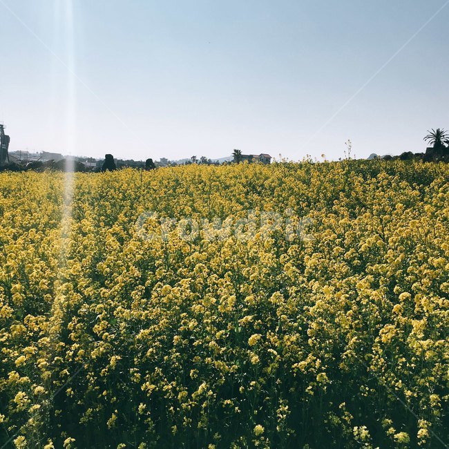 field,들,grassland,목초지,nature,자연,옥외,outdoors,녹차,꽃,flower
