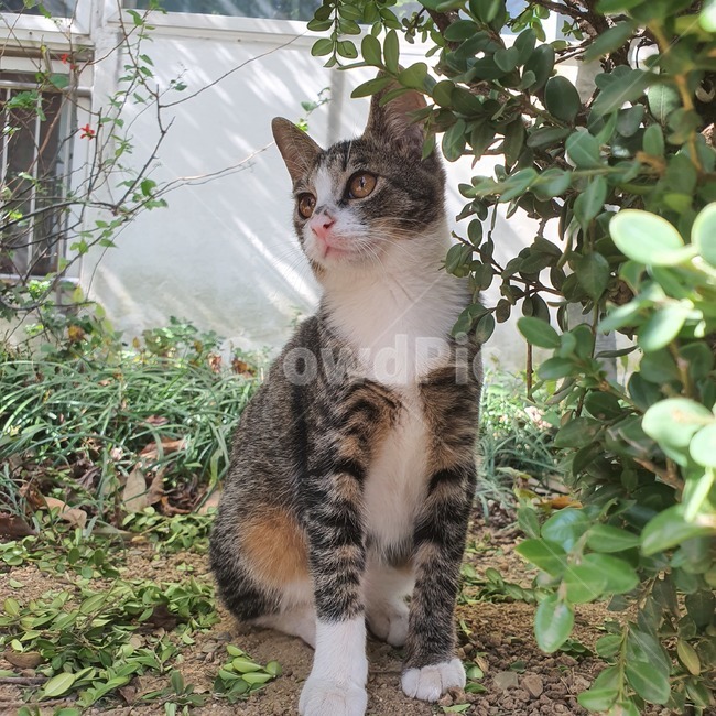 고양이,귀여움,cuty,길고양이,outdoors,귀요미,야외,동물,동물,animal,포유류,mammal,고양이,cat,kitten,kitty