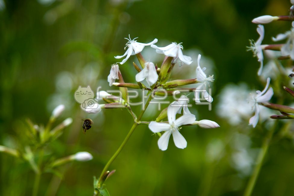 꽃,비누풀,거품장구채,plant,flower