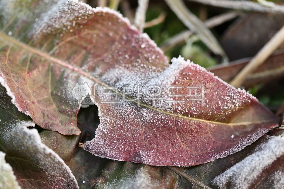 General Dong,sprout,Spring news,nature,harsh winter,winter,cold,ice,mistletoe,Frost,spring,Snow Flower,snow,december