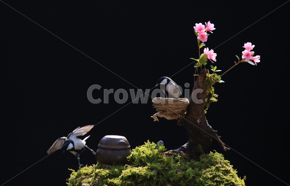 plant,식물,animal,동물,bird,새,새집,동박새,이끼,항아리,철쭉,철쭉꽃,식물,자연,plants,nature,꽃,flower,동물,animal,조류,새,birds