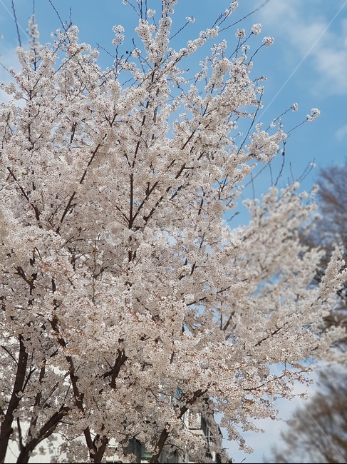 봄,벚꽃,자연,꽃,나무,하늘과꽃