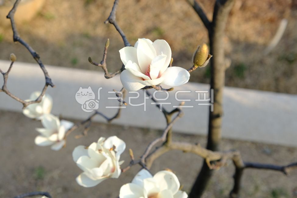 목련,봄,꽃,하얀목련,목련꽃,목련봉우리