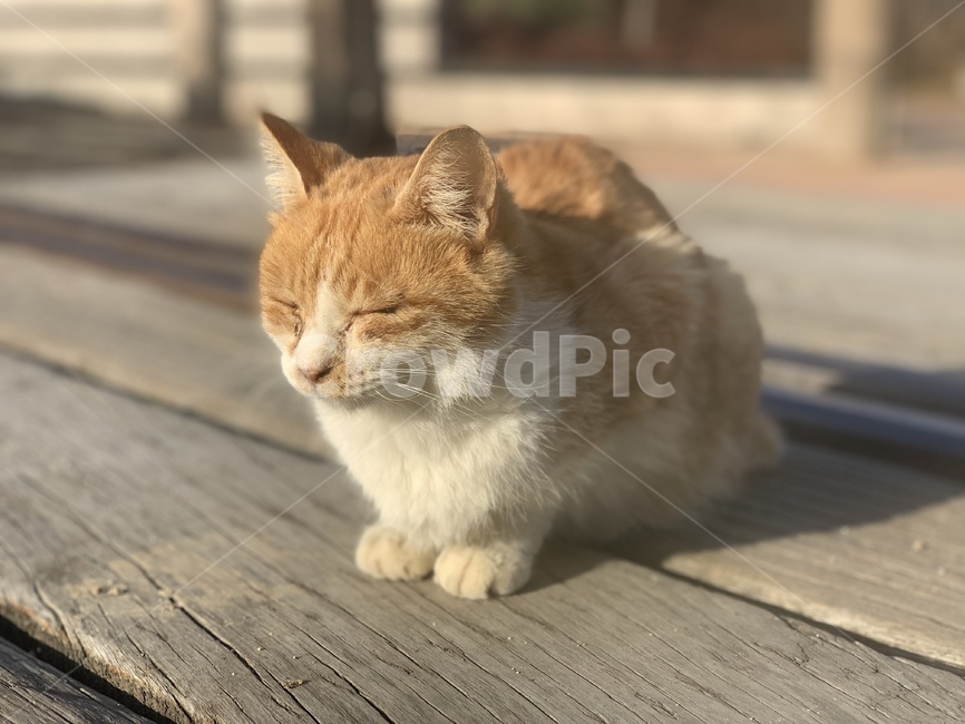 animal,pet,동물,고양이,cat,mammal,포유류,동물,animal,포유류,mammal,고양이,cat,kitten,kitty