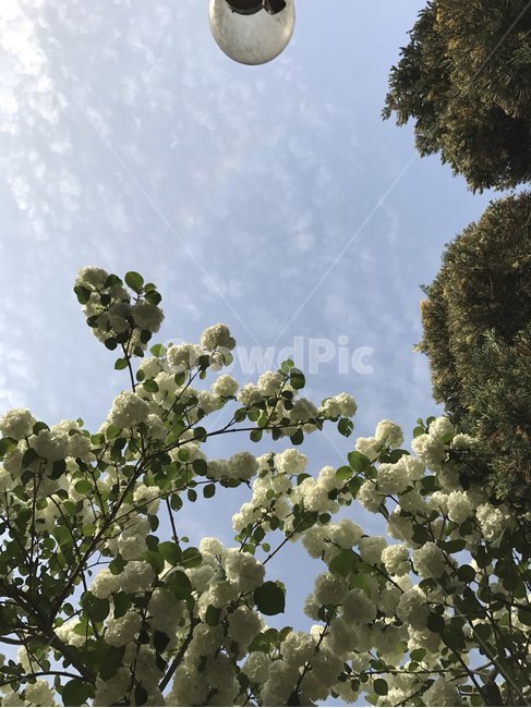 불두화,수국,5월,꽃,사찰,절