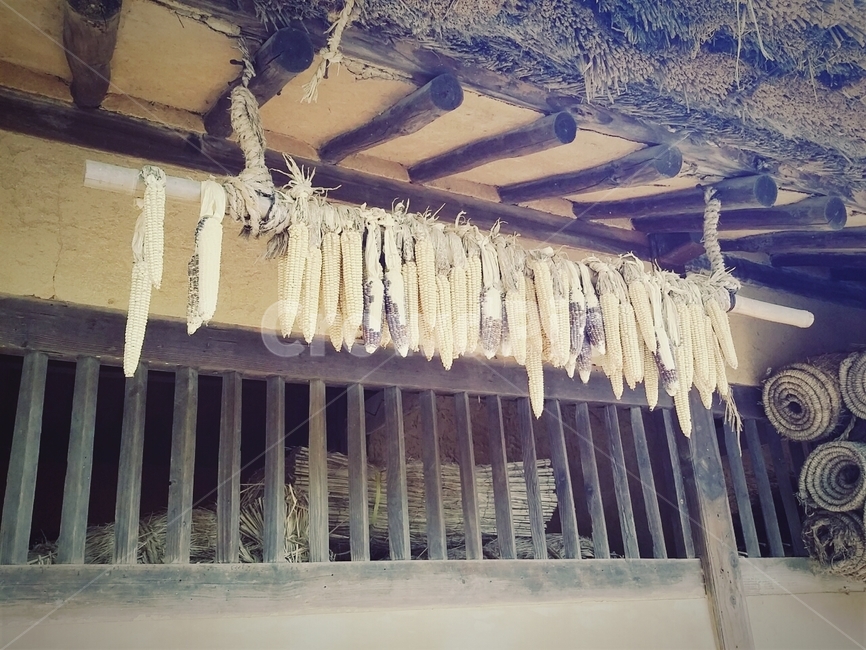 옥수수,한옥,초가집,한국민속촌,한국