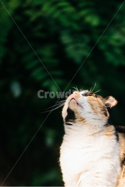 고양이,캣,냥냥이,길고양이,삼색이,치즈냥,냥,cat,동물,동물,animal,포유류,mammal,고양이,cat,kitten,kitty
