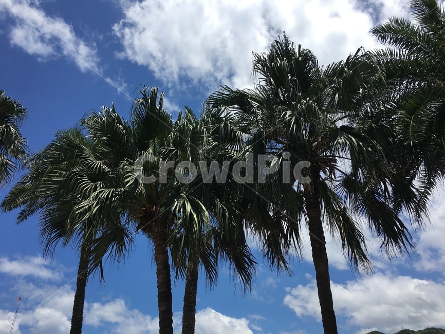 야자수,햇빛,light,빛,sunlight,하늘,여름,뜨거움,tree,arecaceae,summer,나무,sky,식물,자연,plants,nature,나무,trees,wood