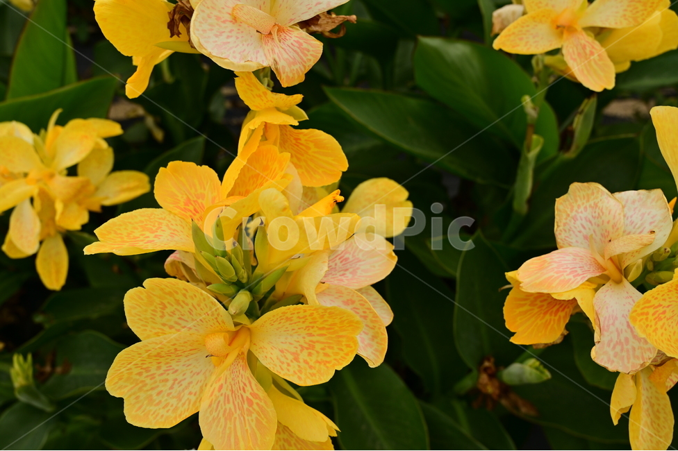 plant,식물,blossom,flower,꽃,식물,자연,plants,nature