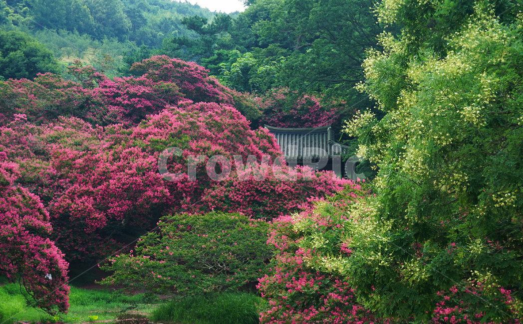배롱나무,한옥,전통정원,자연,여름,한국전통,한국문화,korean traditional,korean culture,식물,자연,plants,nature,꽃,flower
