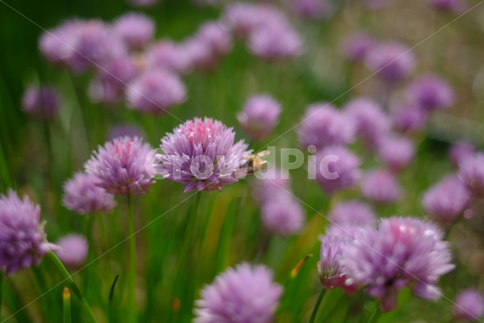 꽃,자주색,보라색,벌,bee,flower,식물,자연,plants,nature,꽃,flower,동물,animal,곤충,벌레,insect,bug