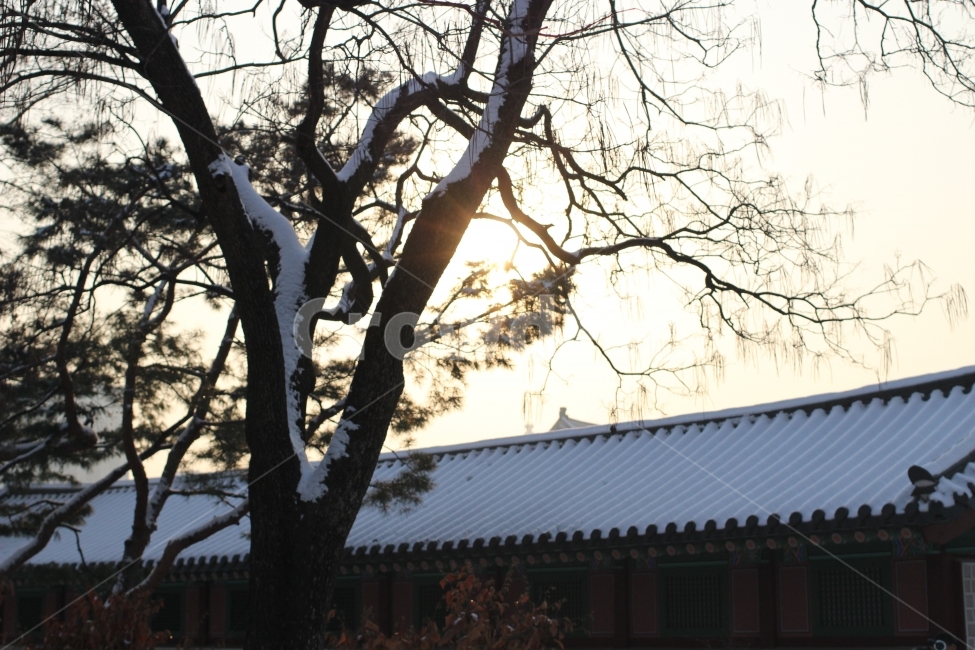 서울,궁궐,경복궁,눈,해질녘,겨울,계절,winter,season,한국전통,한국문화,korean traditional,korean culture,랜드마크,landmark,tourist attraction,한국랜드마크,한국관광지,한국명소,korea landmark,korea tourist attraction,식물,자연,plants,nature,나무,trees,wood