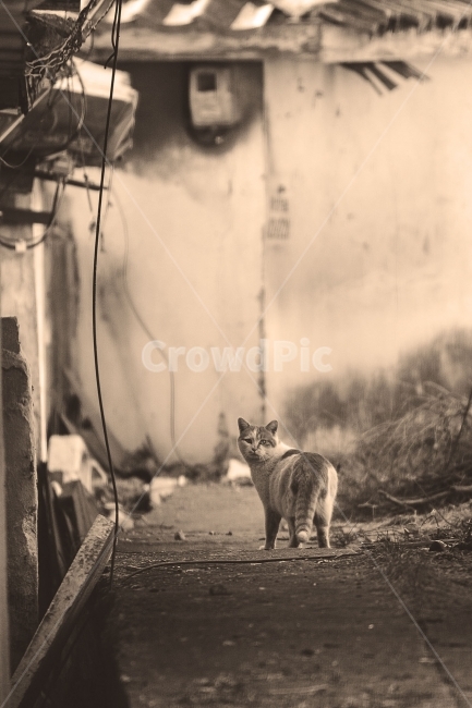 동물,animal,고양이,cat,길고양이,streetcat,길냥이,겨울,골목,골목길,아이컨택,eyecontact,골목길,alley,동물,animal,포유류,mammal,고양이,cat,kitten,kitty,감성,sensible,feeling,kangaroo,캥거루,wallaby,왈라비