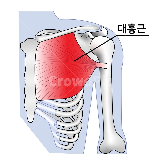 가슴근육,대흉근,흉근,pectoralis,anatomy,muscle,torso,근육일러스트,근육그림,의료,의학,병원,medical,hospital,clinic,그래픽,일러스트레이션,graphic,illustration