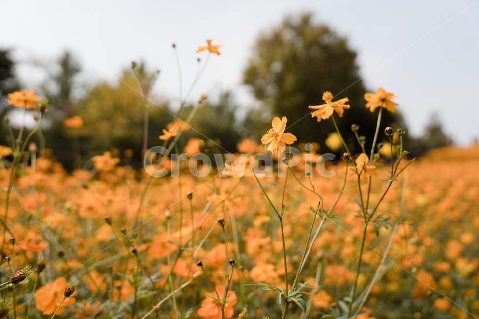 코스모스,황화코스모스,주황색,꽃,자연,풍경,가을,계절,fall,autumn,season,식물,자연,plants,nature,꽃,flower,outdoors,옥외,grassland,목초지,field,들,plant