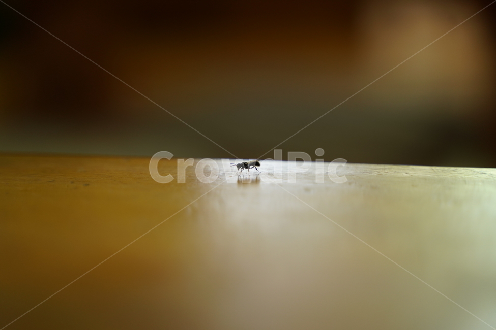 테이블,개미,작은개미,곤충,나무테이블,동물,animal,곤충,벌레,insect,bug