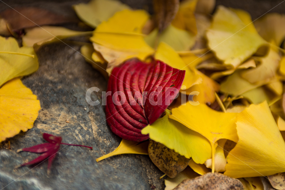 plant,식물,가을,자연,잎,은행,은행잎,가을,계절,fall,autumn,season,식물,자연,plants,nature