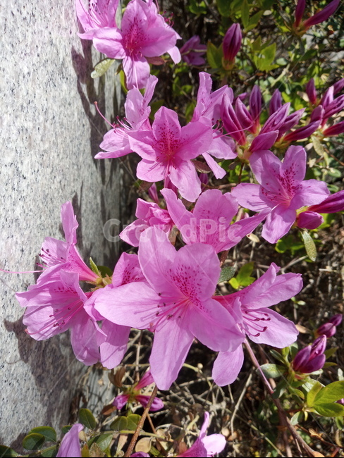철쭉,봄,봄꽃,분홍,연분홍,핑크,분홍꽃,plant,식물,blossom,flower,꽃,pink