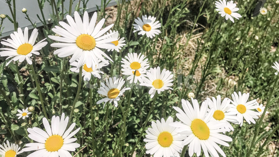 oxeyedaisy,plant,식물,flower,daisies,데이지,blossom,꽃,daisy,불란서국화,들꽃,하얀꽃