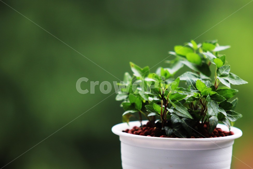 식물,덩굴나무,아이비,화분,공기정화,실내용화초,화분,화초,house plant