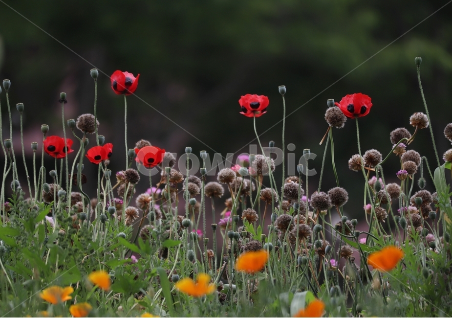 양귀비꽃,빛,자연,붉은꽃,여름,식물,자연,plants,nature,꽃,flower