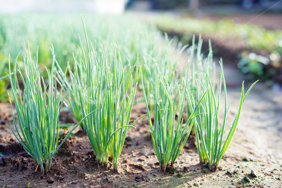 쪽파,쪽파밭,쪽파재배,채소,농작물,농업,농사,agriculture,farming,farming industry