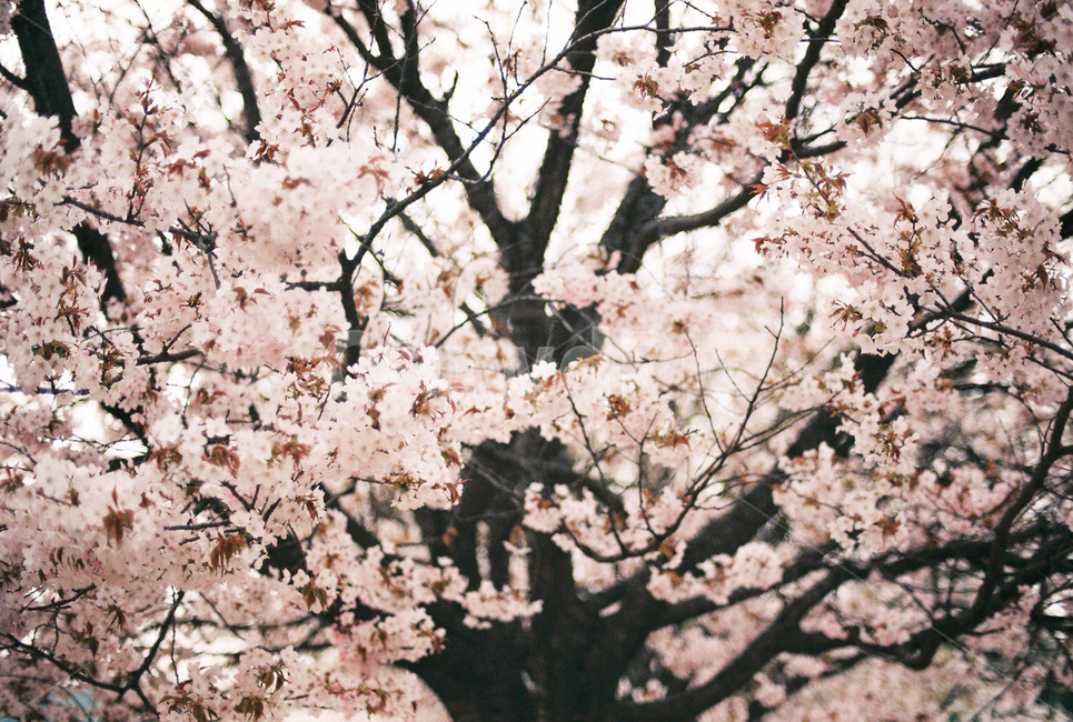 봄,꽃,벚꽃,필름,아날로그,감성,자연,풍경,sring,flower,film,analog,nature,ladnscpae,봄,계절,spring,season,식물,자연,plants,nature,꽃,flower,plant,blossom,cherry blossom