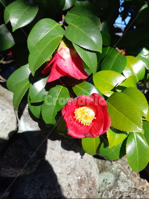 꽃,동백,제주,식물,돌,식물,자연,plants,nature,꽃,flower