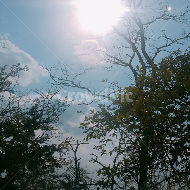 나무,하늘,구름,자연,풍경,해,햇빛,숲,자연,풍경,nature,landscape,light,빛,flare,플레어