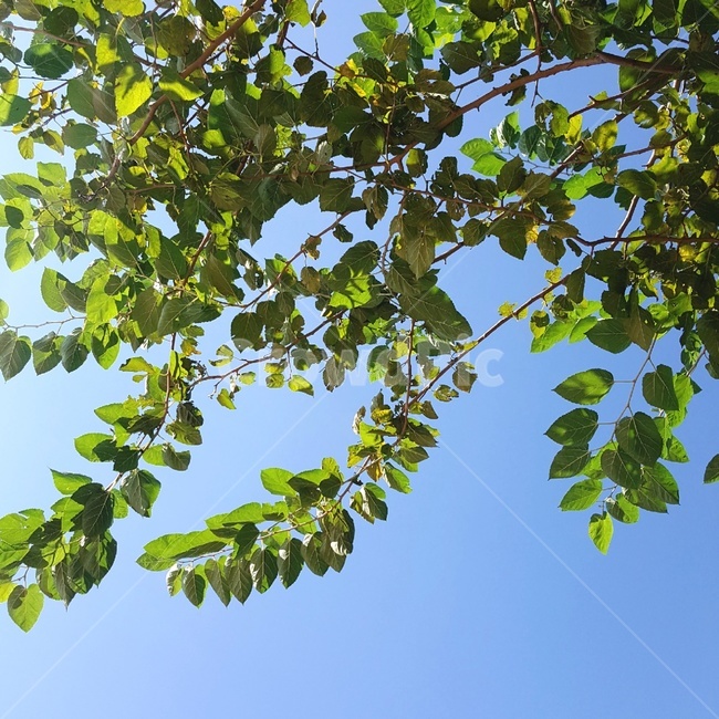 나무,tree,nature,자연,햇살,sunshine,green,하늘,따스함,sky,cozy,식물,자연,plants,nature,나무,trees,wood