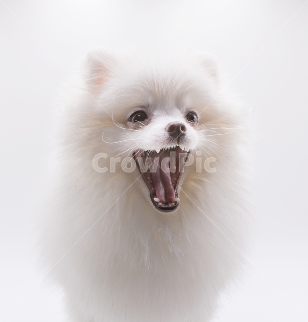 포메리안,dog,강아지,하품,포메라니안,포메,흰강아지,개코,눈코입,반려견,동물,animal,포유류,개,눈동자,흰색배경,doggy,멍멍이,동물,animal,포유류,mammal,개,강아지,dog,doggy,누끼,remove background