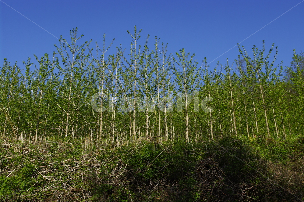 초록,신록,잎,나무,식물,plant,자연,nature,하늘,자연,풍경,nature,landscape,outdoors,옥외,tree