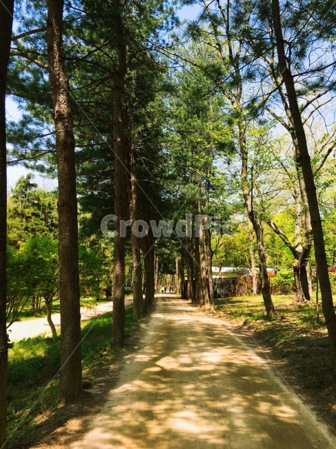 자연,자연사진,한국,남이섬,숲길,숲,나무,초록색,길,산책,여행,친구,자연,풍경,nature,landscape,식물,plants,나무,trees,wood,path,통로,tree,plant
