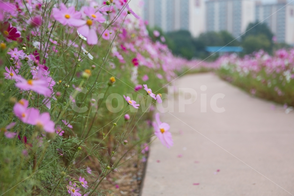 풍경,코스모스,가을,꽃,산책,가을,계절,fall,autumn,season,식물,자연,plants,nature,꽃,flower,geranium,제라늄,plant,blossom
