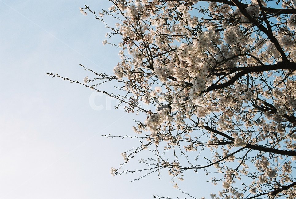 꽃,blossom,flower,식물,봄,벚꽃,spring
