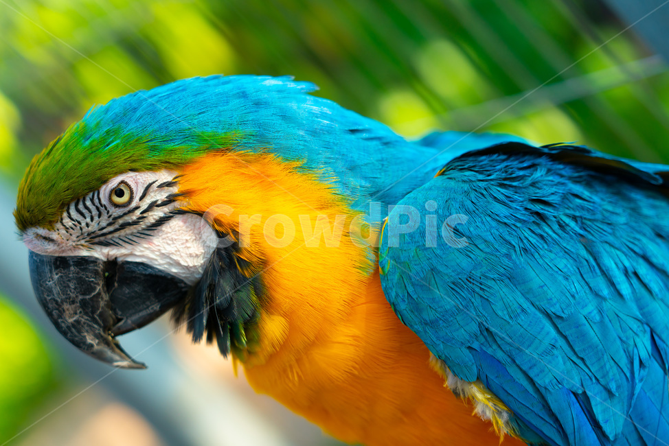 animal,동물,bird,새,macaw,parrot,앵무새,동물,animal,조류,새,birds