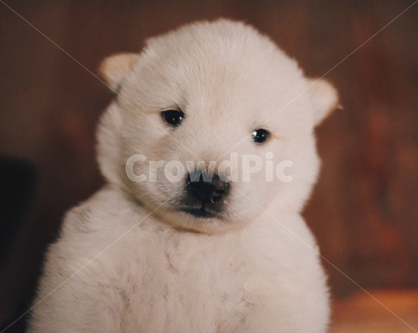 강아지,애완동물,개,puppy,animal,pet,시골강아지,시골잡종,진돗개,whitepuppy,동물,animal,포유류,mammal,개,강아지,dog,doggy
