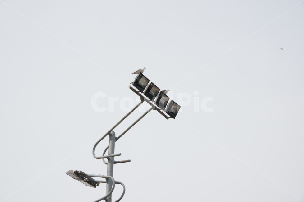 조명,갈매기,흐린,light,lamp,seagull,하늘,sky
