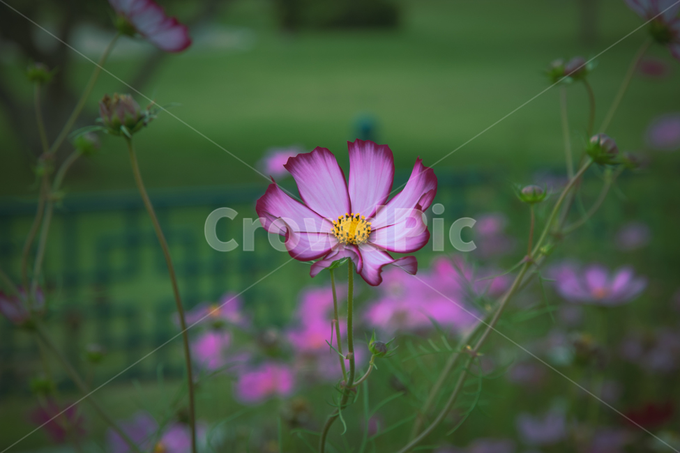 들꽃,코스모스,분홍색꽃,가을꽃,꽃밭,가을,계절,fall,autumn,season,식물,자연,plants,nature,꽃,flower,plant,geranium,제라늄,blossom,petal,꽃잎