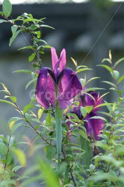 보라색,붓꽃,돌담,식물,봄,식물,자연,plants,nature,꽃,flower