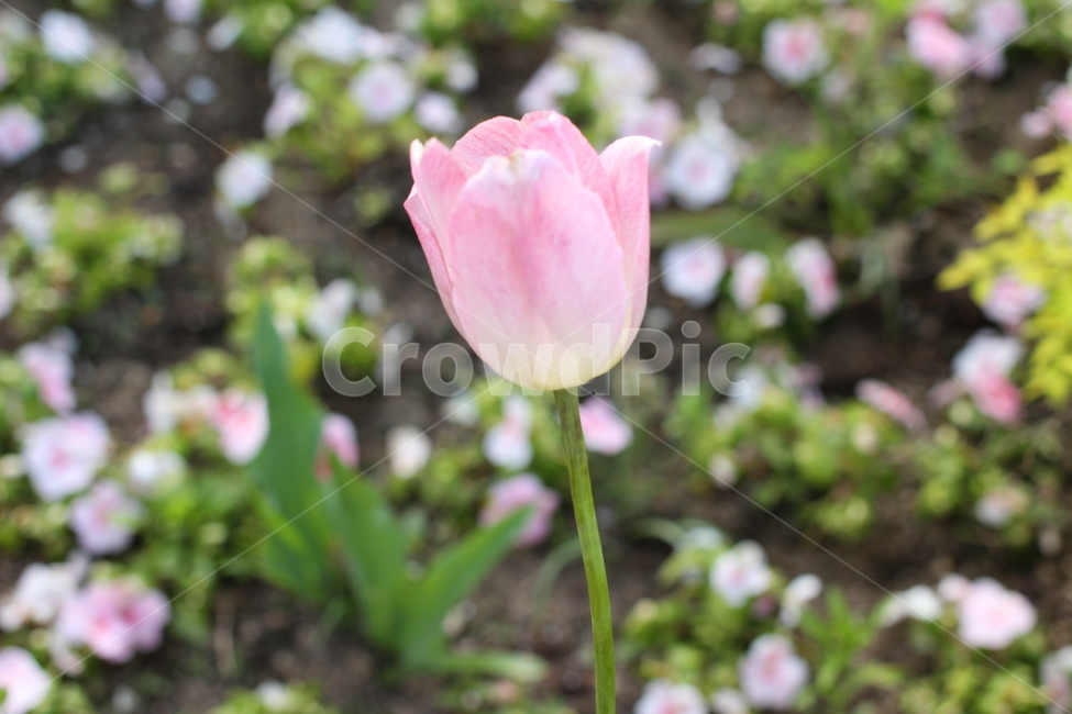 꽃,튤립,자연,색채,색감,colorsensitivity,feelingofcolor,flower,blossom,plant,식물,봄,분홍튤립,spring,nature,colorsense,feeling,tulip,계절